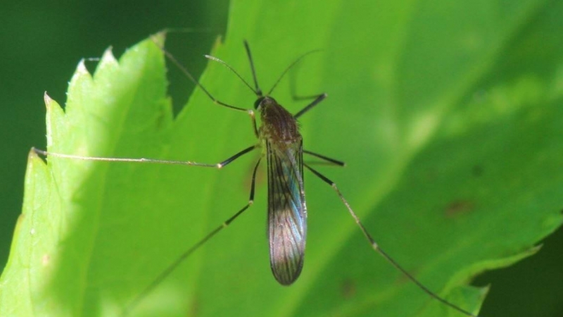 El mosquito Culex pipiens, principal vector del virus del Nilo Occidental junto al Culex perexiguus. / AfroBrazilian (Wikimedia)