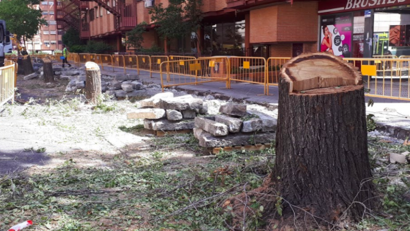 Tala de árboles en calle Marques de Lozoya (Madrid)