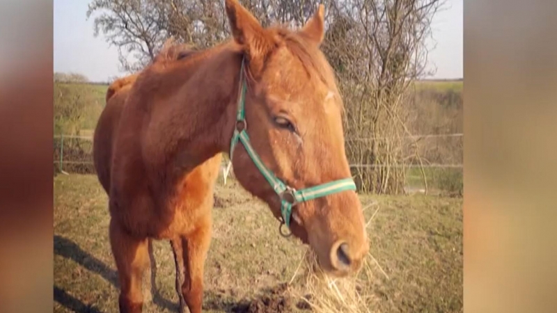 Caballos mutilados en Francia