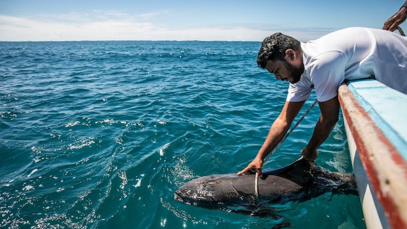 Un pescador recoge un delfín muerto en el Océano Índico frente a Grand Sable, Mauricio. EFE / EPA / LAURA MOROSOLI