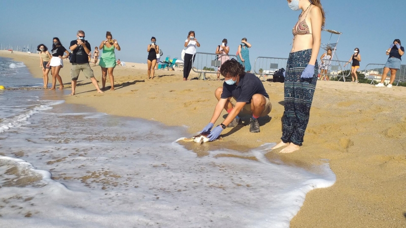 Tortugues que tornen al mar a la platja de Premià. GENERALITAT