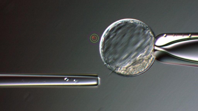 Corte con láser (punto rojo) de un embrión de macaco de unas 200 células para comprobar que se ha modificado correctamente el genoma./OHSU