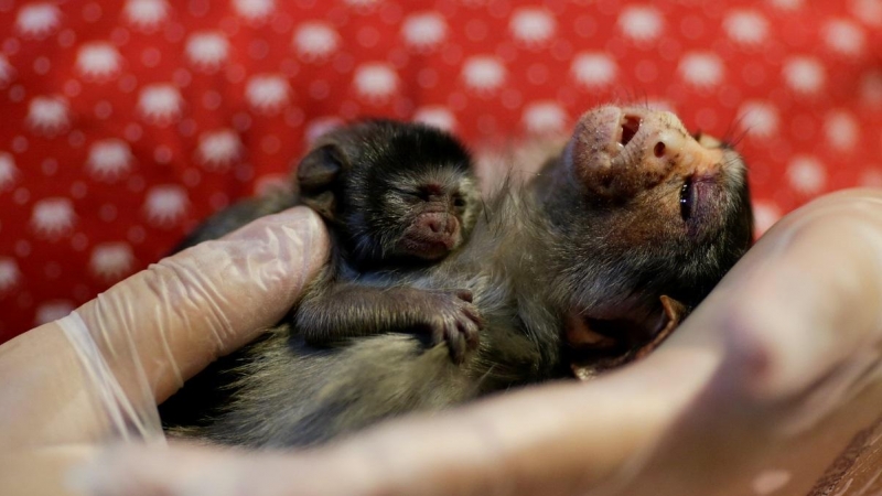 La veterinaria Carine Hanna cuida de Xita, un tití de Rondon, que fue rescatado por la policía ambiental estatal después de dar a luz en Brasil. REUTERS/Ueslei Marcelino