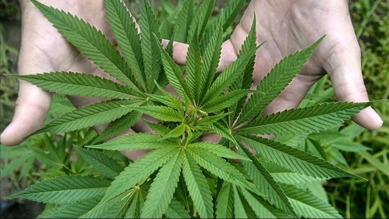 Una planta de marihuana / EFE