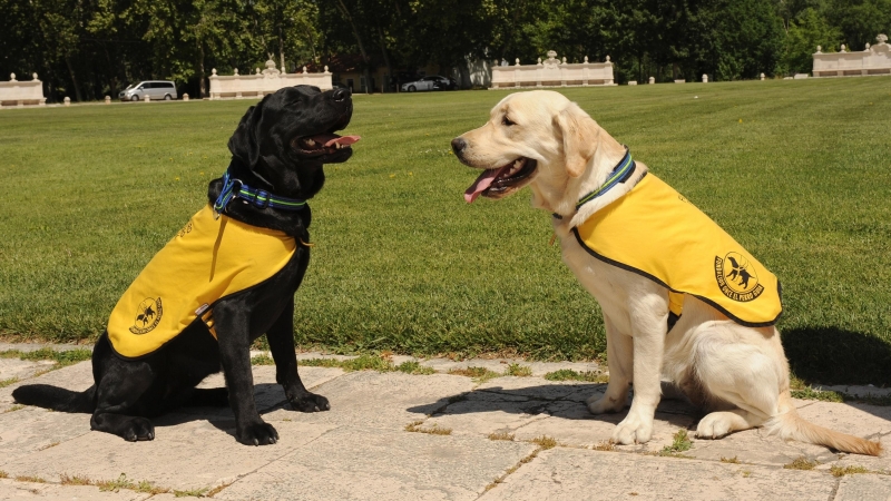 Fundación ONCE del Perro Guía cumple 30 años con 45 canes en Castilla y León