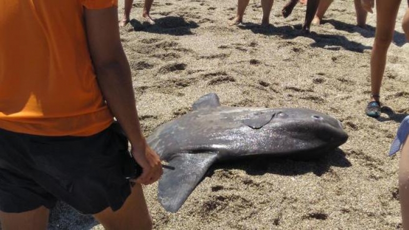 El pez luna muerto en Roquetas de Mar, Almería. EFE/Daniel Delgado