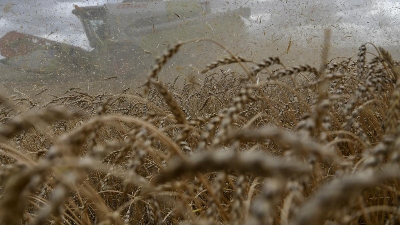 Una cosechadora cosecha trigo en un campo de la granja Triticum en la región de Omsk, Rusia. REUTERS