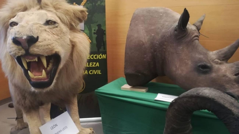 Animales disecados en Alicante