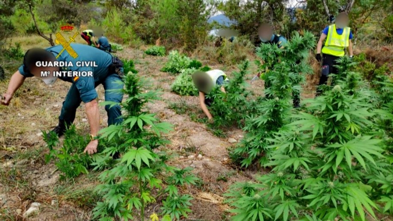 Agentes de la Guardia Civil cortan las plantas de cannabis hallada en una de las doce plantaciones cercanas a Torreciudad. / Guardia Civil