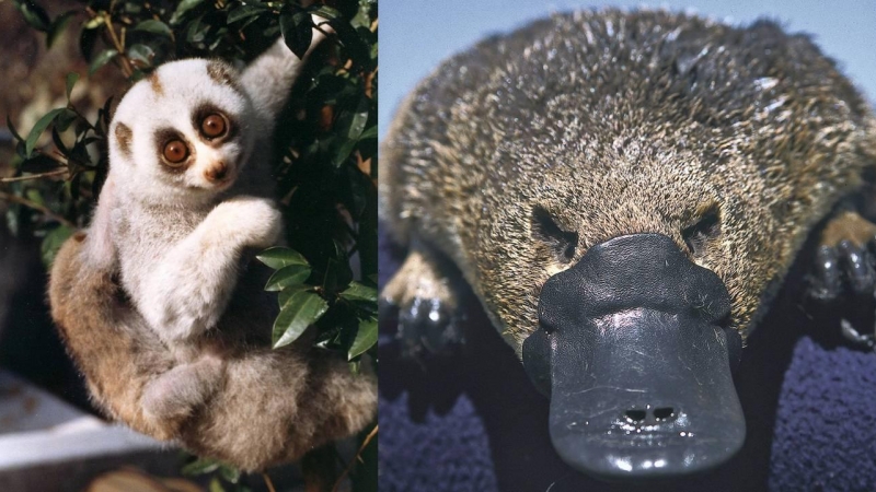 Tanto el loris perezoso de Bengala (izquierda) como el ornitorrinco (derecha) son mamíferos venenosos. / Helena Snyder / Dr. Philip Bethge