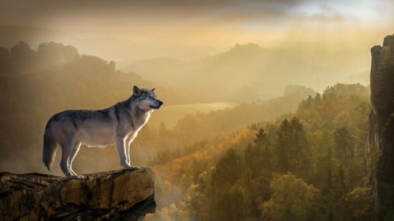 El lobo podrá seguir siendo cazado en Asturias, Cantabria, Castilla y León, Galicia y La Rioja / PXHERE
