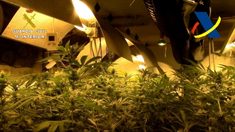 Imagen de una de las once plantaciones en las que se generaban semillas de cannabis intervenidas en la operación INXER-TORO desarrollada conjuntamente por la Guardia Civil y la Agencia Tributaria.