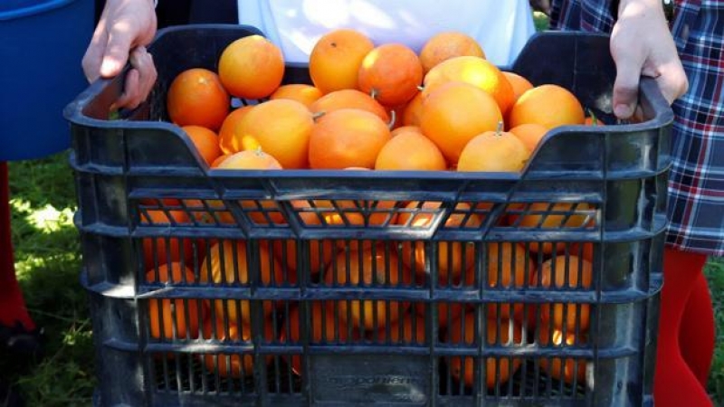 El origen de la investigación fue la recogida de naranja en la localidad cordobesa de Palma del Río / EFE