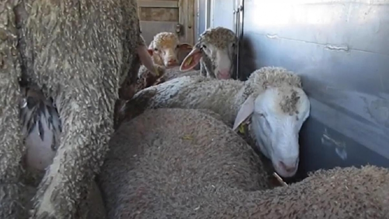 Imagen de ovejas amontonadas en un camión durante su transporte a los mataderos del Líbano. Igualdad Animal
