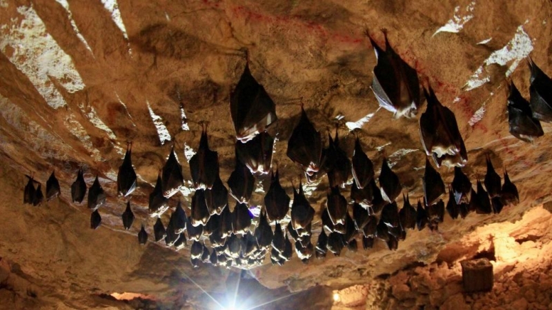 Un grupo de murciélagos descansa en el interior de una cueva. AFP/ R. Mica