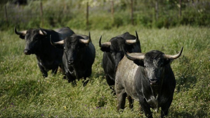 Toros de lidia en una finca de Portezuelo, España, el 24 de abril de 2020. REUTERS/Juan Medina