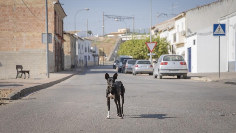 Un perro en una calle vacía durante la segunda jornada de confinamiento por la alta incidencia del coronavirus en el municipio Casariche, Sevilla, a 01 de octubre de 2020.