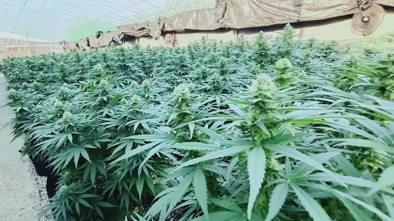 Plantas de cannabis en el invernadero de CTAEX en Villafranco del Guadiana (Badajoz) - CEDIDA