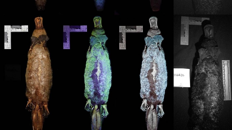 Fluorescencia animal: Investigadores descubren que el ornitorrinco brilla  en la oscuridad bajo la luz ultravioleta | Público