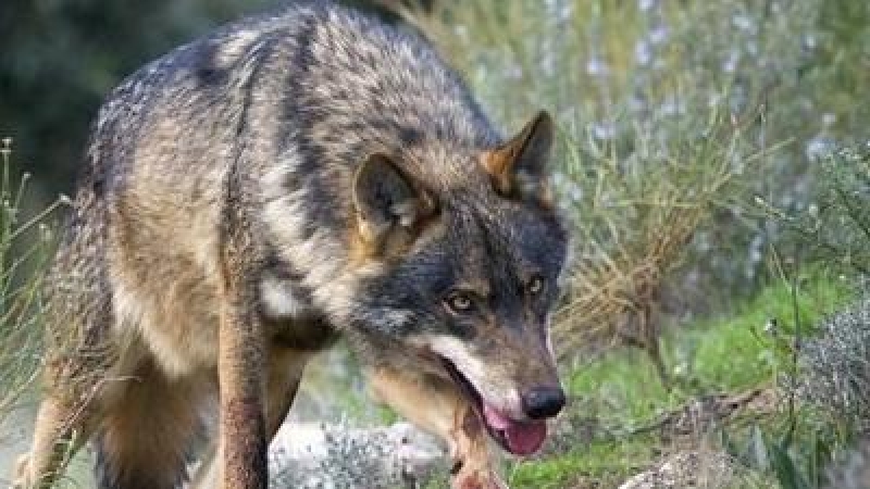 Cantabria, junto con Asturias, CyL y Galicia, rechaza aumentar la protección de lobo porque complicaría su adecuada gestión