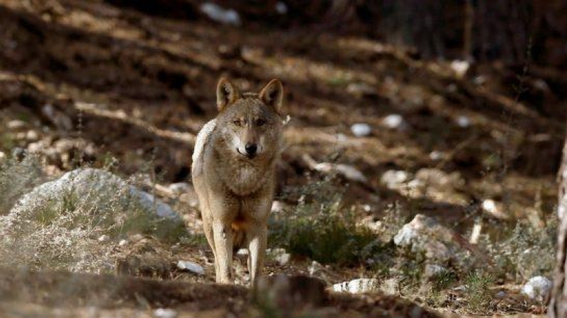 Ejemplar de lobo ibérico.