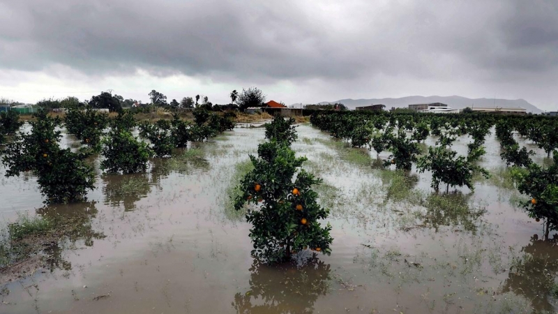 Campos de naranjos anegados cerca de la carretera N332 que une Sueca con Cullera donde han caido hasta 300 litros.