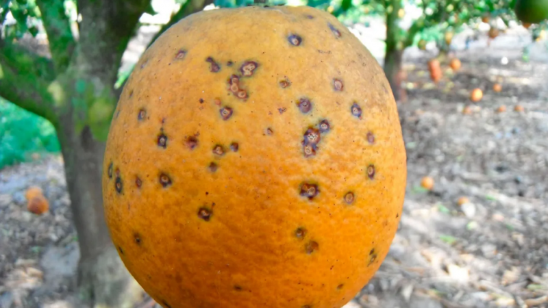 El hongo conocido como 'mancha negra' en una naranja.
