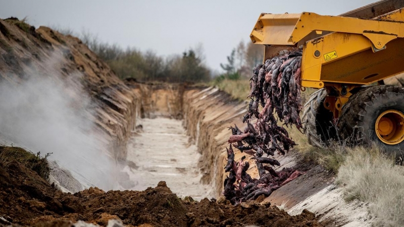 Una máquina excavador arroja a una fosa los cuerpos sin vida de cientos de visones que han sido sacrificados en Dinamarca.