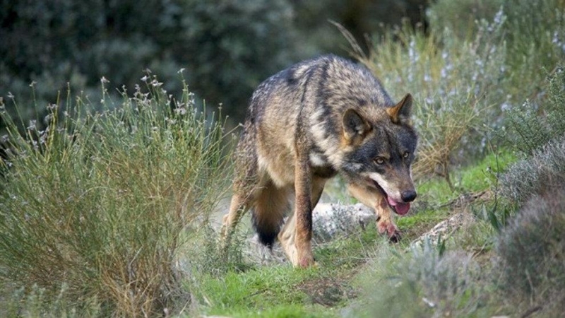 El Supremo determina que el lobo es una especie protegida en Cantabria