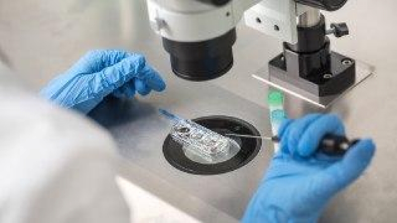 Un técnico controla un proceso de fertilización in vitro utilizando un microscopio. / Bezikus - Archivo