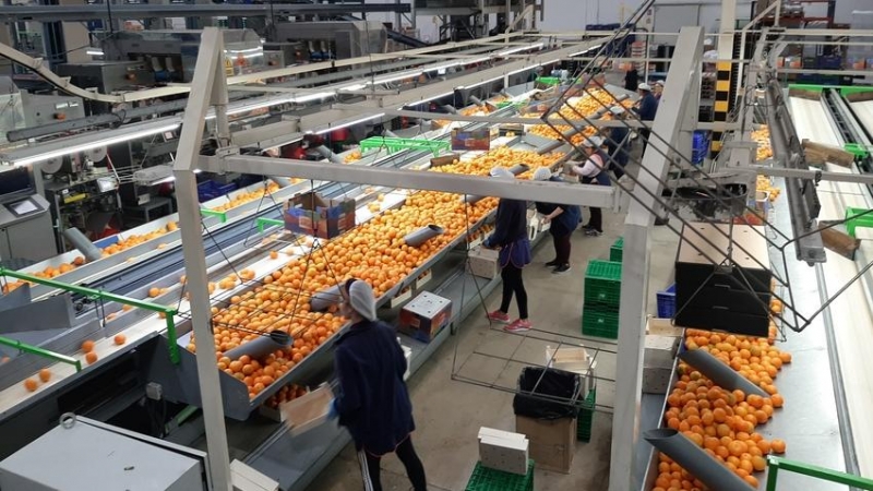 Una imatge de les encaixadores en una planta de processament de la taronja.