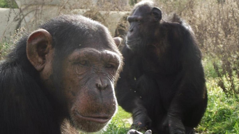 África y Toto, dos de los chimpancés de la Fundación Mona.