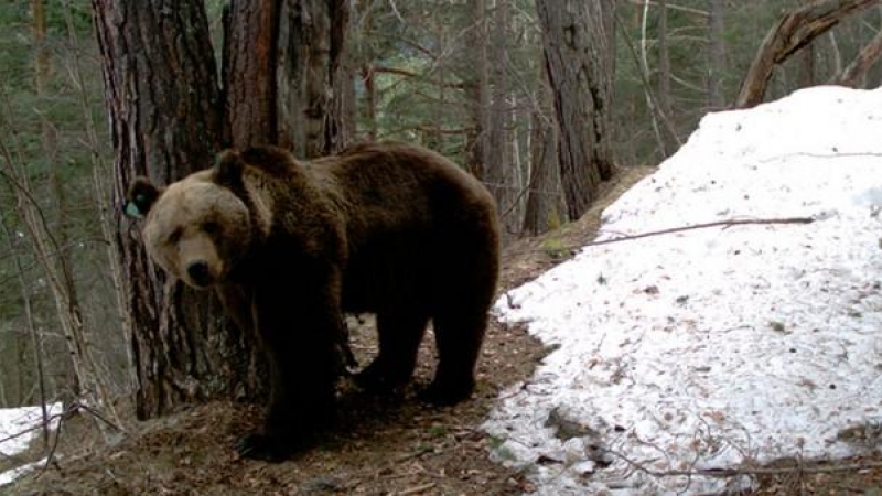 Un oso deambula por un paraje del Pirineo catalán pintado de blanco por las nieves invernales.