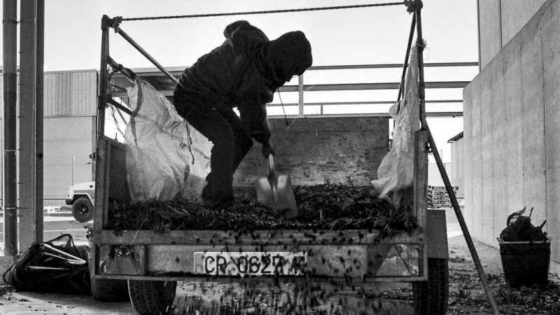 10/12/2020- El trabajo no termina en el olivar. El fruto recogido se descarga en la cooperativa a mano directamente del remolque. - Eduardo C. Cañas