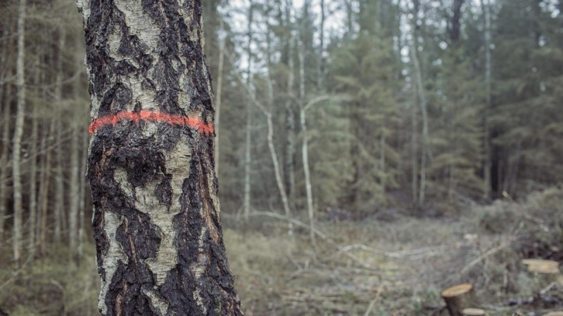 Árbol señalado en el Parque Natural de Haanja, en Estonia.
