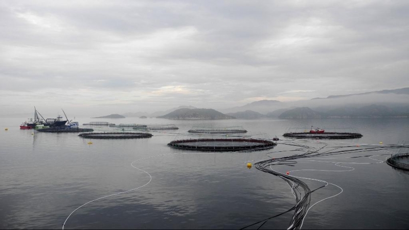 Vista general de varias piscifactorías de salmón ubicadas en el mar de Noruega.