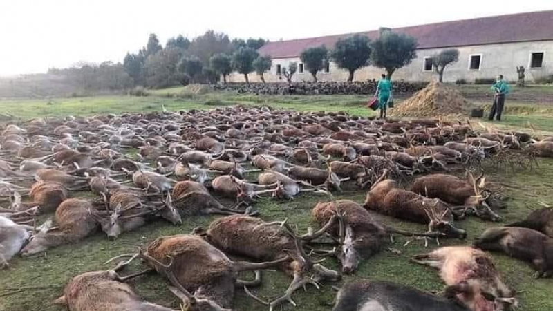 Algunos de los 16 cazadores españoles que participaron en la montería difundieron imágenes de los animales abatidos en las redes sociales.