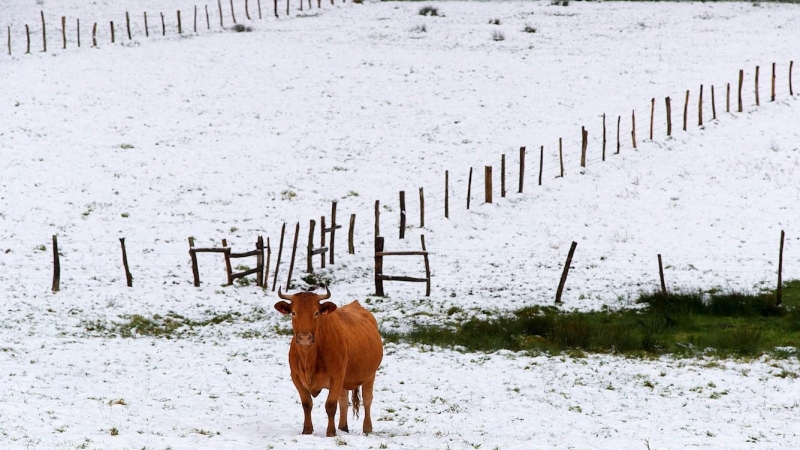 Una vaca camina sobre la nieve en Abadín, Lugo. - EFE