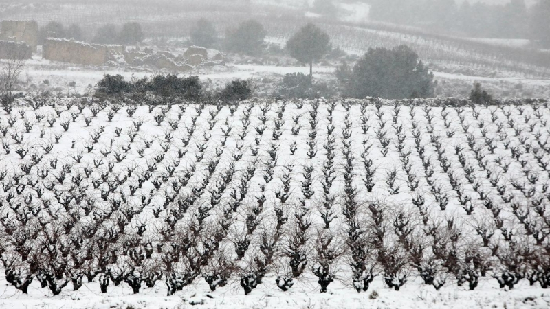 09/01/2021. La nieve comienza a sepultar los campos de Requena (València). - EFE