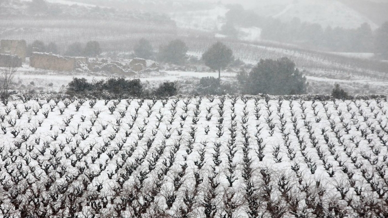 09/01/2021. La nieve comienza a sepultar los campos de Requena (València). - EFE