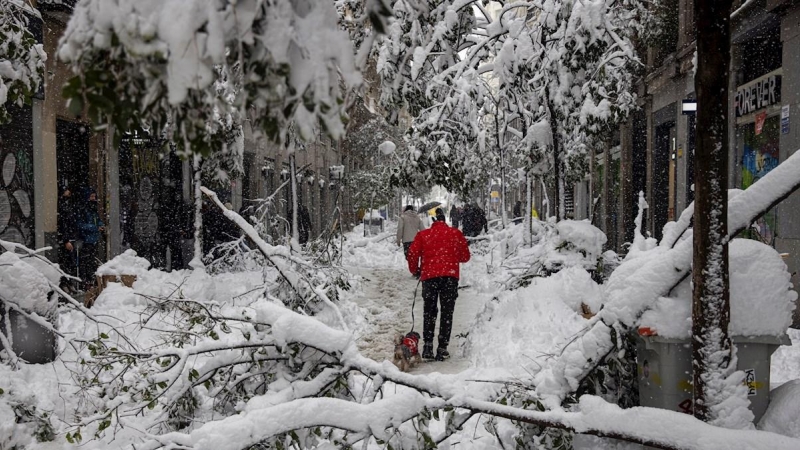 Varias personas pasean por la calle Fuencarral en Madrid, en la que numerosos árboles no han resistido el peso de la nieve.