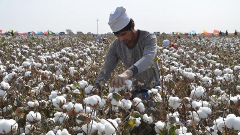 Campo de algodón en Uzbekistán. - Ecotextile