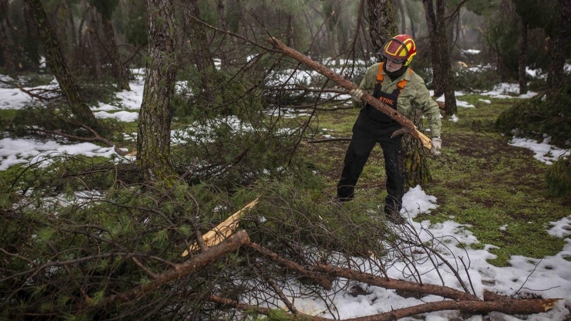 Richi, un jardinero municipal de la Casa de Campo, carga con una de las ramas caídas tras el temporal Filomena.