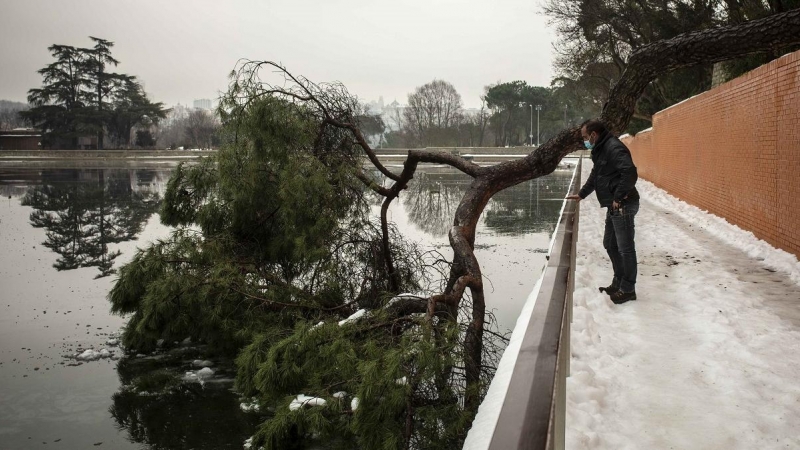 Miguel Sancho, jardinero municipal y portavoz sindical de CCOO mira un árbol caído en el lago de la Casa de Campo.