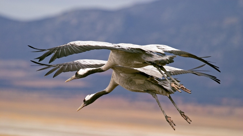 La llegada periódica de grullas a Extremadura es un ejemplo de migración de aves.