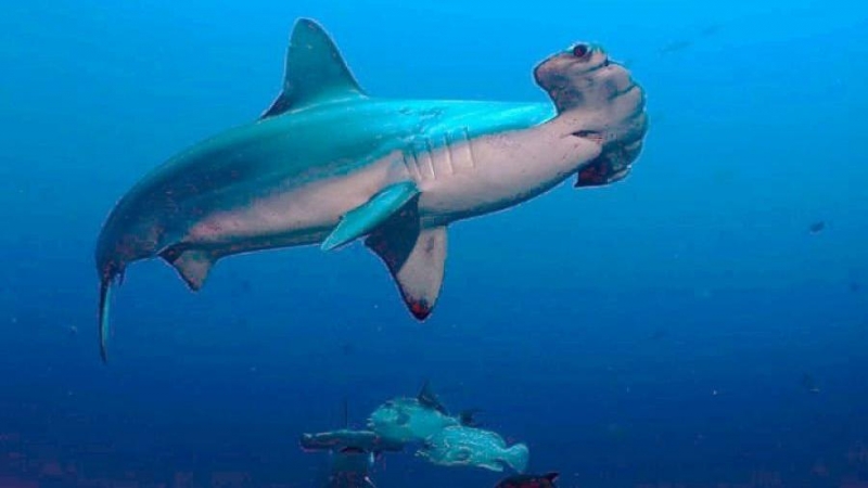 Tiburón martillo (Sphyrna mokarran), fotografiado en la Isla del Coco, Costa Rica.