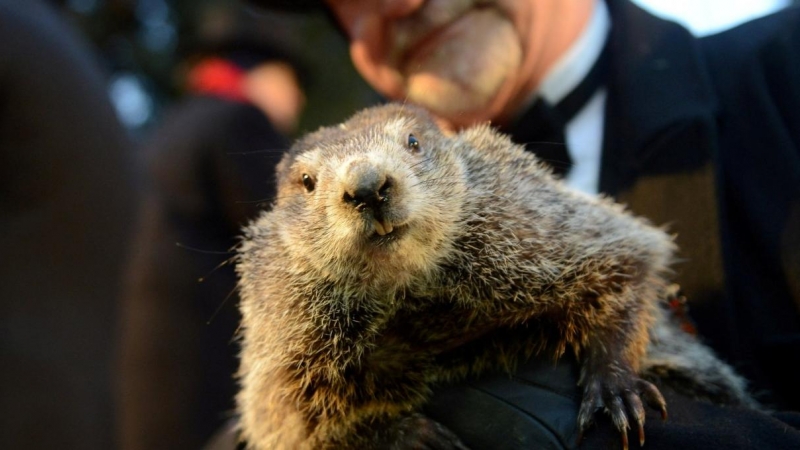 Phil, en el Día de la Marmota que se celebra en Punxsutawney (Pensilvania), popularizado por la película 'Atrapado en el tiempo'.