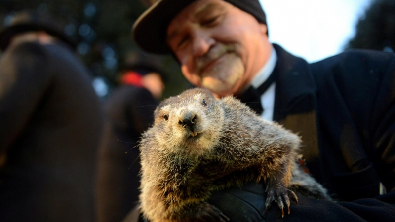 Phil, en el Día de la Marmota que se celebra en Punxsutawney (Pensilvania), popularizado por la película 'Atrapado en el tiempo'.