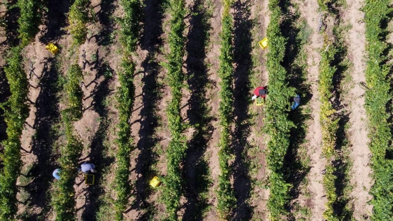 Campesinos recogen uvas en una plantación de Ourense.