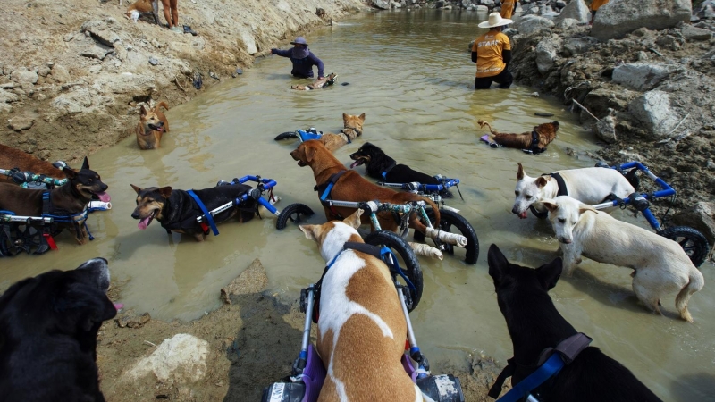 Perros paralíticos dando un paseo en Tailandia.